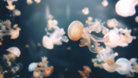 Majestic Jellyfish in Tranquil Waters wallpaper