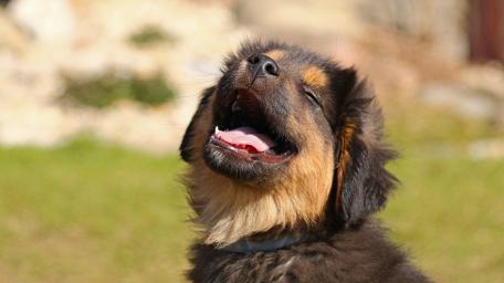 Joyful Puppy Enjoying Life Outdoors wallpaper