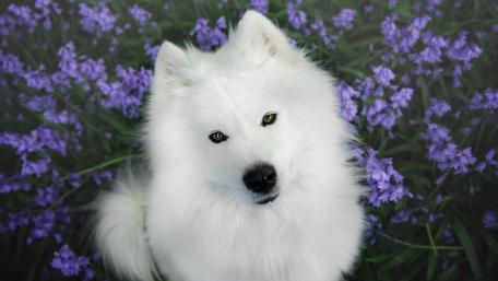 Japanese Spitz wallpaper