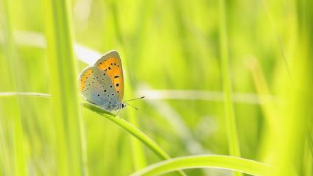 Vibrant Butterfly Surrounded by Lush Green Grass wallpaper