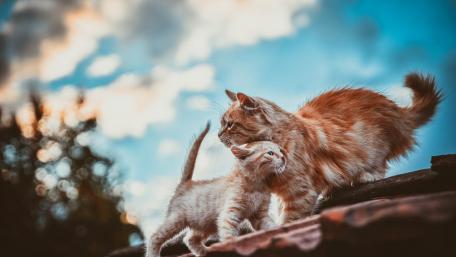 Cats wallpaper