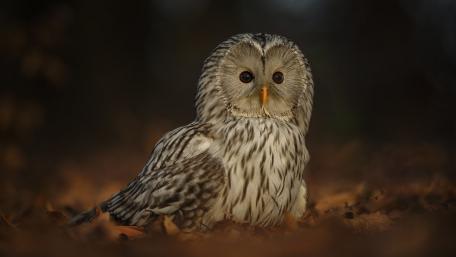 Owl wallpaper