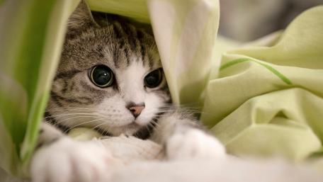 Adorable Cat Hiding Under Blanket wallpaper