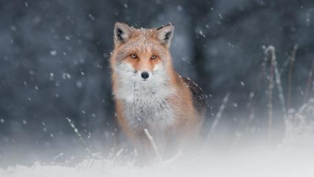 Graceful Red Fox in Winter Snowfall wallpaper