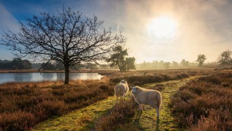 Serene Sheep in a Picturesque Countryside Scene wallpaper
