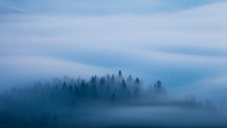 Misty Blue Forest in a Foggy Embrace wallpaper