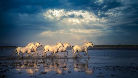 Galloping Grace Along the Shoreline wallpaper