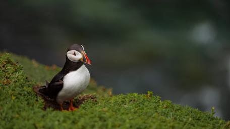 Puffin wallpaper