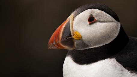 Majestic Puffin Close-Up Image wallpaper