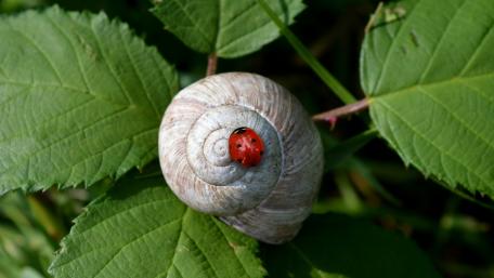Nature's Delightful Duo of Snail and Ladybug wallpaper