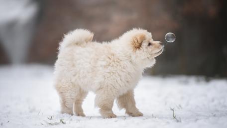 Chow Chow wallpaper