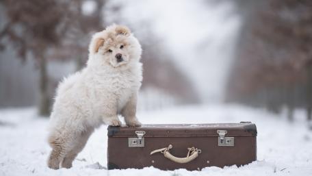 Chow Chow wallpaper