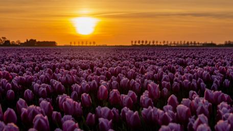 Noordoostpolder tulip farm wallpaper
