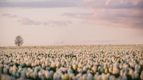 Blossoming White Tulips in Spring Light wallpaper