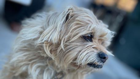 Cutes dog’s wallpaper