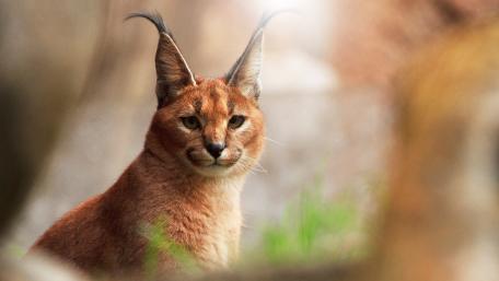 Caracal wallpaper