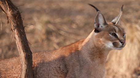 Caracal wallpaper