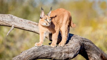 Caracal wallpaper