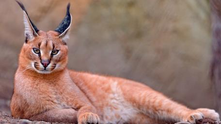 Caracal wallpaper