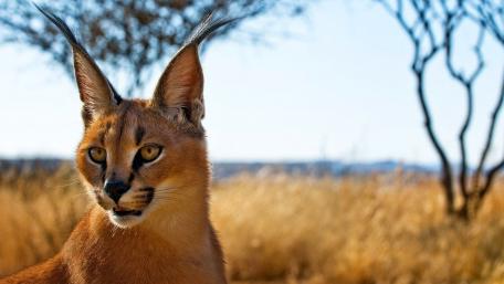 Caracal wallpaper