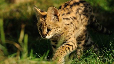 Serval wallpaper
