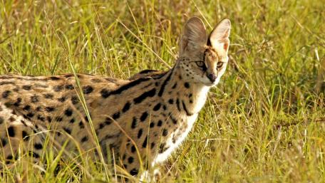Serval wallpaper