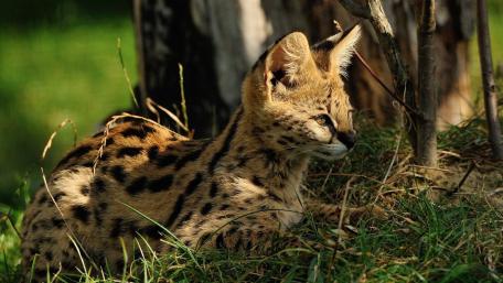 Serval wallpaper