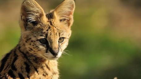 Serval wallpaper