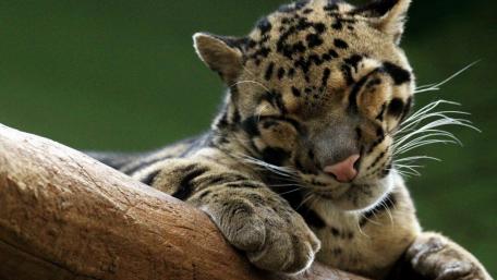 Ocelot wallpaper