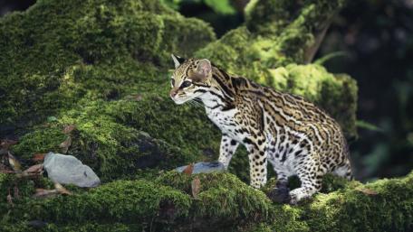 Ocelot wallpaper