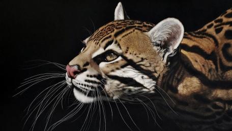 Ocelot wallpaper