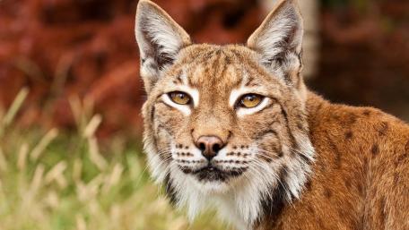 Bobcat wallpaper