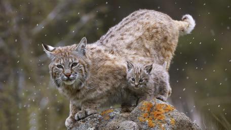Bobcat with their kitten wallpaper