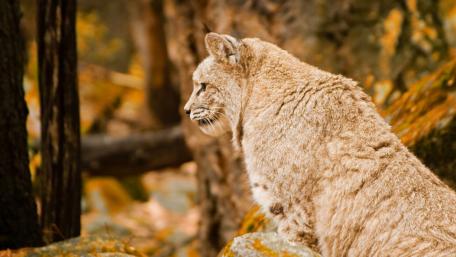 Bobcat wallpaper
