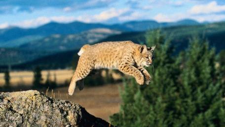 Bobcat wallpaper