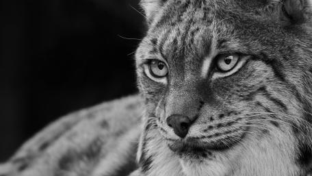 Lynx wallpaper