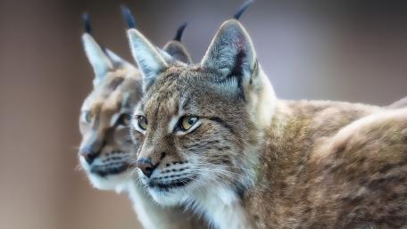 Eurasian Lynx wallpaper