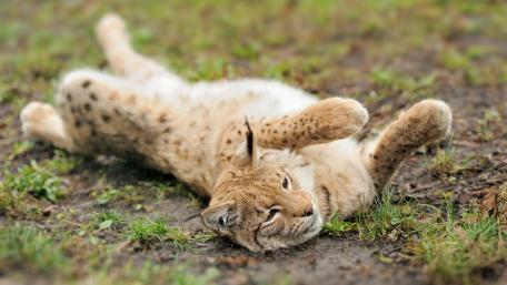 Eurasian Lynx wallpaper