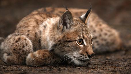 Eurasian Lynx wallpaper