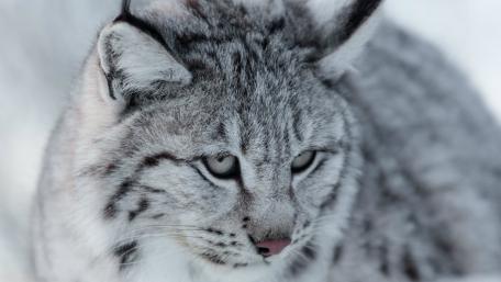 Eurasian Lynx wallpaper