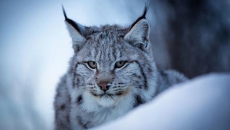 Eurasian Lynx wallpaper