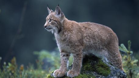 Eurasian Lynx wallpaper
