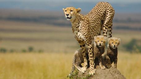 Cheetah wallpaper