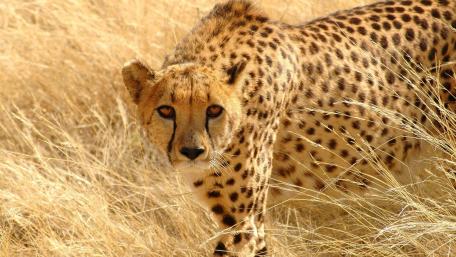 Cheetah wallpaper
