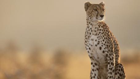 Cheetah wallpaper