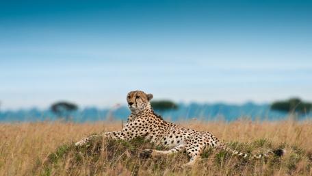 Cheetah wallpaper