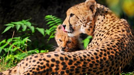 Cheetah wallpaper