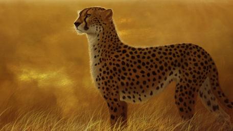 Cheetah wallpaper
