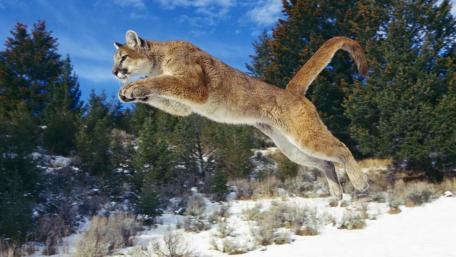 Cougar wallpaper