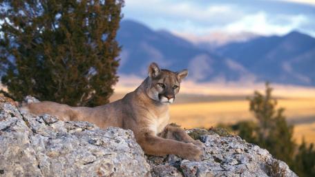 Cougar wallpaper